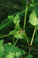 Persicaria thunbergii