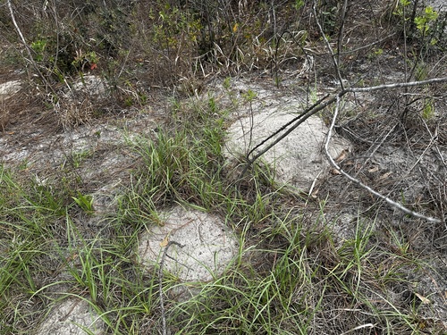 Southeastern Pocket Gopher