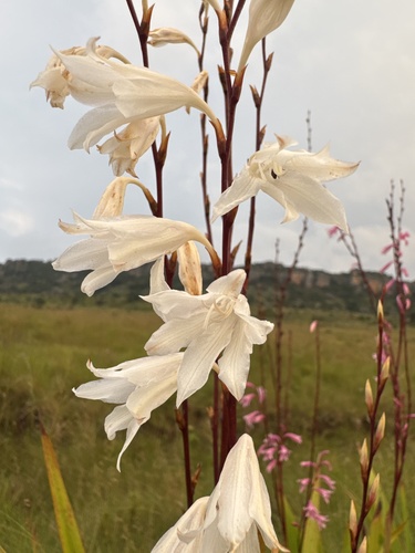 Watsonia strubeniae