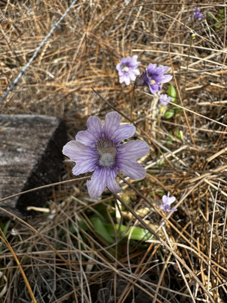 Pinguicula caerulea, CR-325, Hawthorne, FL, US