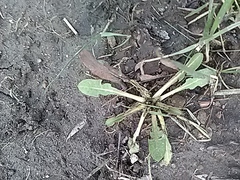 Taraxacum officinale