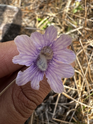 Pinguicula caerulea