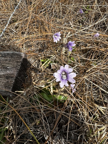 Pinguicula caerulea