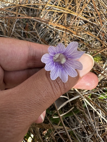 Pinguicula caerulea
