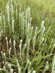 Micropus californicus