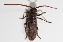 Oceanomegopis caledonica