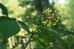 Eleutherococcus senticosus