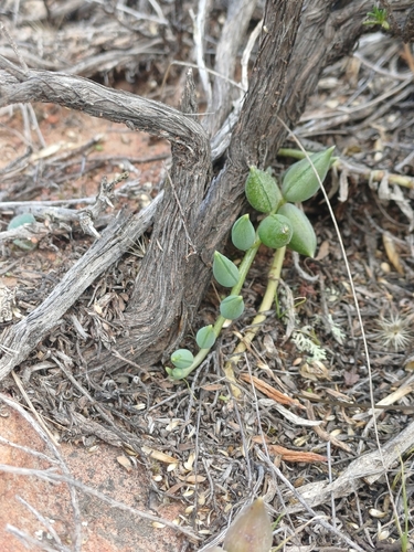 Foto de Senecio anzol