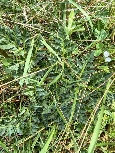 parsley fern