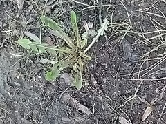 Taraxacum officinale