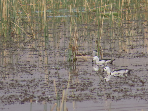 Cotton Pygmy-Goose
