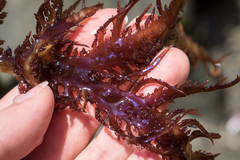 Chondracanthus chamissoi