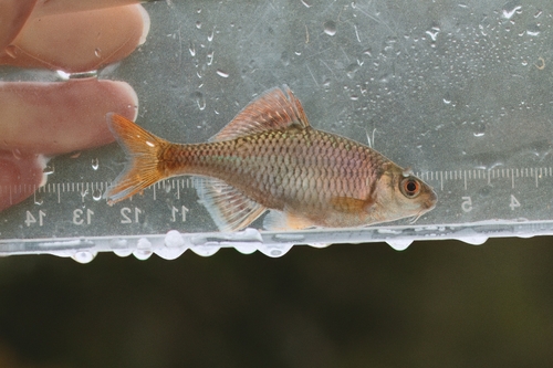 Barbel bitterling (Acheilognathus barbatus) — Cyprinidae — 2