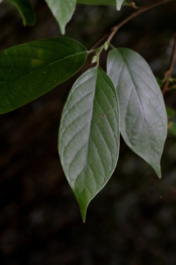 Antidesma fordii (Antidesma fordii)