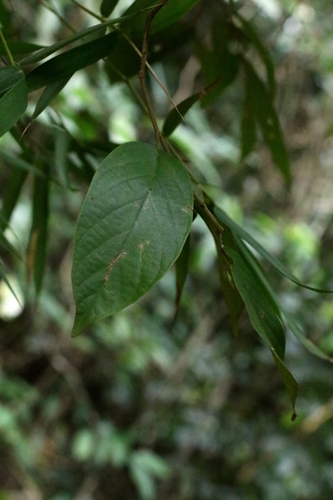 Antidesma fordii, photograph 3