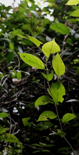 Antidesma fordii, photograph 4
