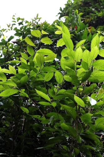 Antidesma fordii, photograph 5
