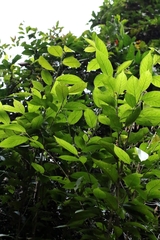 Antidesma fordii, photograph author not stated, no rights reserved