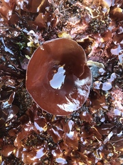 Constantinea simplex