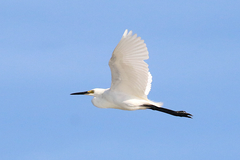 Egretta garzetta nigripes