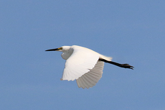 Egretta garzetta nigripes