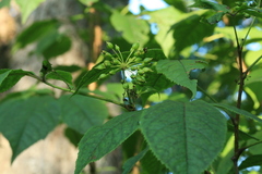 Eleutherococcus senticosus