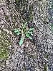 Taraxacum officinale