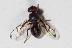 Pogonortalis monteithi