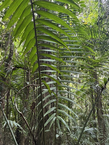 Welfia regia, photograph 4