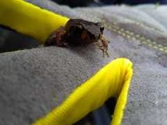 Craugastor podiciferus