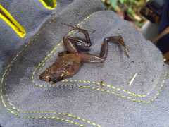 Craugastor podiciferus