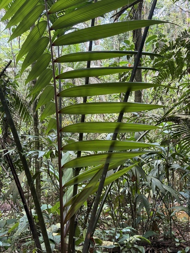 Welfia regia, photograph 2