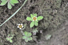 Saxifraga strigosa