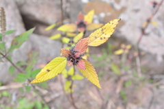 Elsholtzia splendens