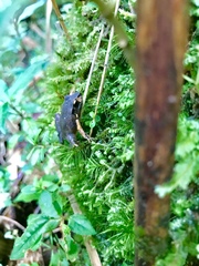 Craugastor podiciferus