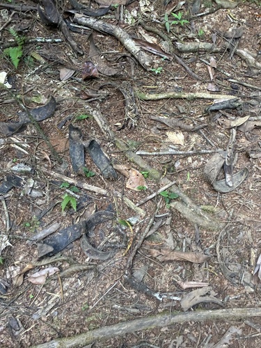 Pentaclethra macroloba, photograph 6