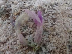 Astragalus phoenix