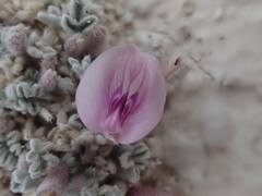 Astragalus phoenix