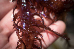 Chondracanthus chamissoi