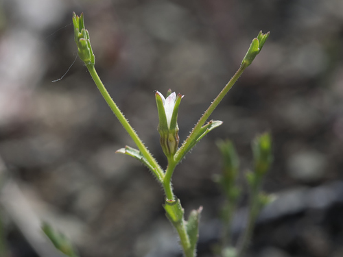 Griffin's Bellflower (Ravenella griffinii)