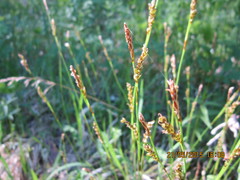 Carex pediformis macroura