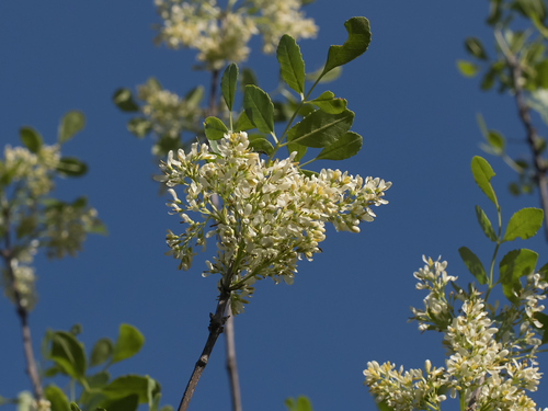 California Ash (Fraxinus dipetala)