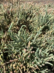 Tecticornia pergranulata