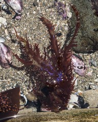 Chondracanthus chamissoi