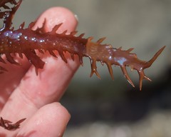 Chondracanthus chamissoi