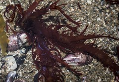 Chondracanthus chamissoi