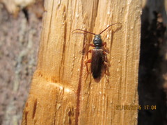 Tetropium castaneum