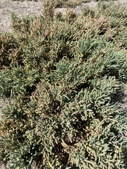 Tecticornia pergranulata