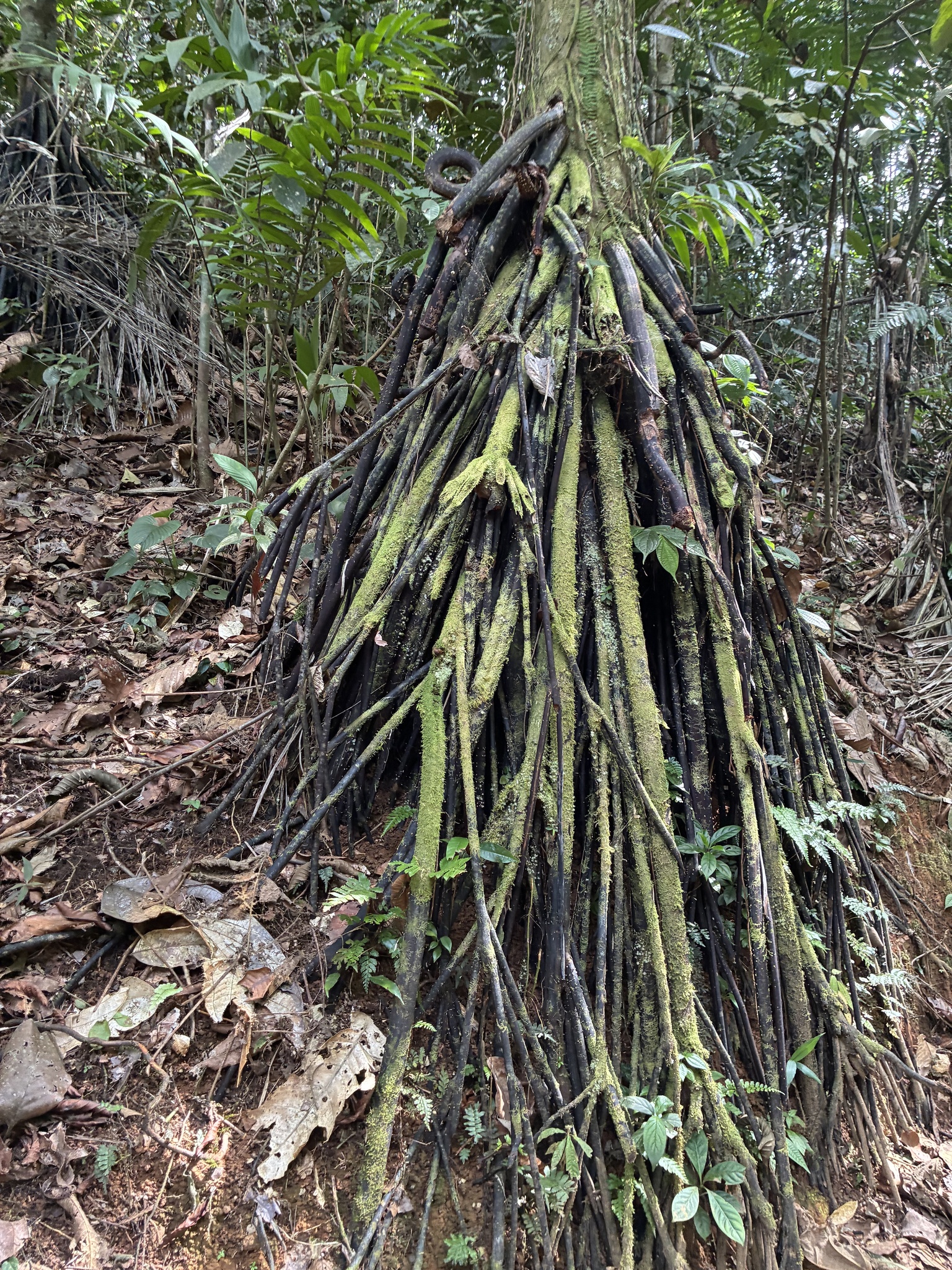 Cashapona (Socratea exorrhiza)