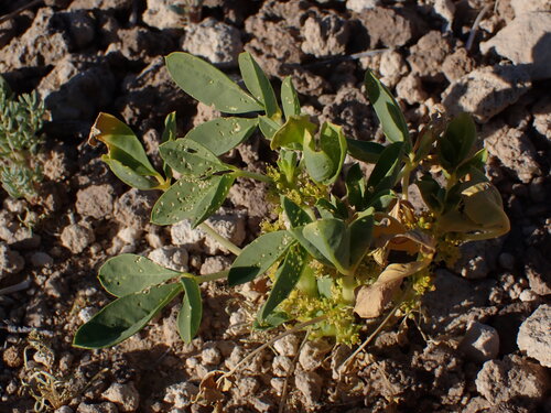 Spiny Caper (Oxystylis lutea)